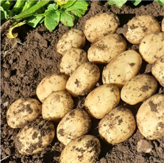 Marvel Seed Potatoes
